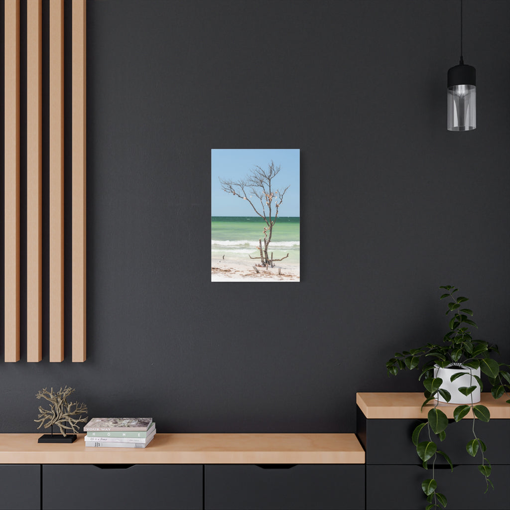 Canvas Wall Art - Honeymoon Island Seashell Tree