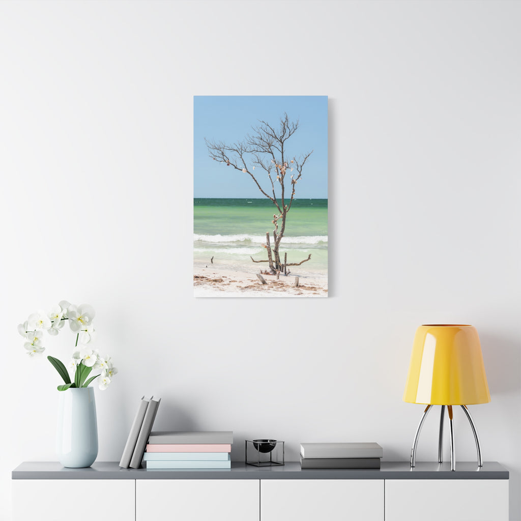 Canvas Wall Art - Honeymoon Island Seashell Tree