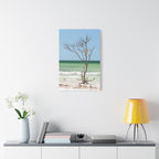 Canvas Wall Art - Honeymoon Island Seashell Tree