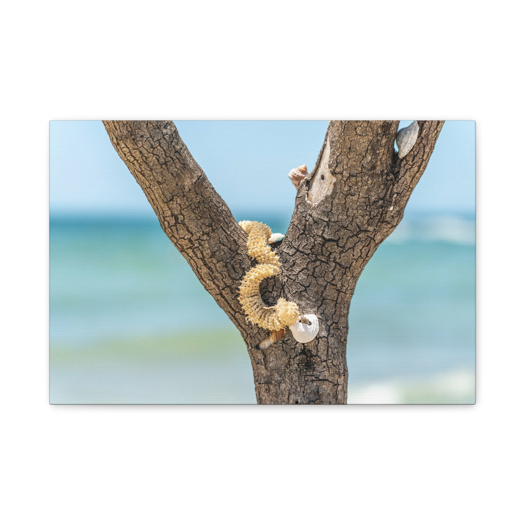 Canvas Wall Art - Honeymoon Island Seashell Tree