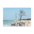 Canvas Wall Art - Honeymoon Island Driftwood