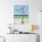 Canvas Wall Art - Honeymoon Island Seashell Tree