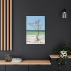 Canvas Wall Art - Honeymoon Island Seashell Tree
