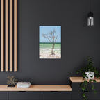 Canvas Wall Art - Honeymoon Island Seashell Tree