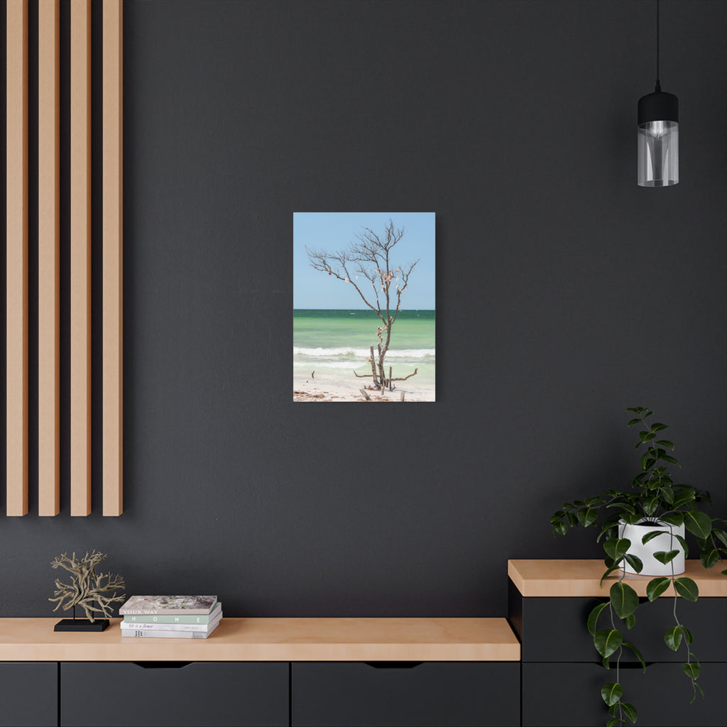 Canvas Wall Art - Honeymoon Island Seashell Tree