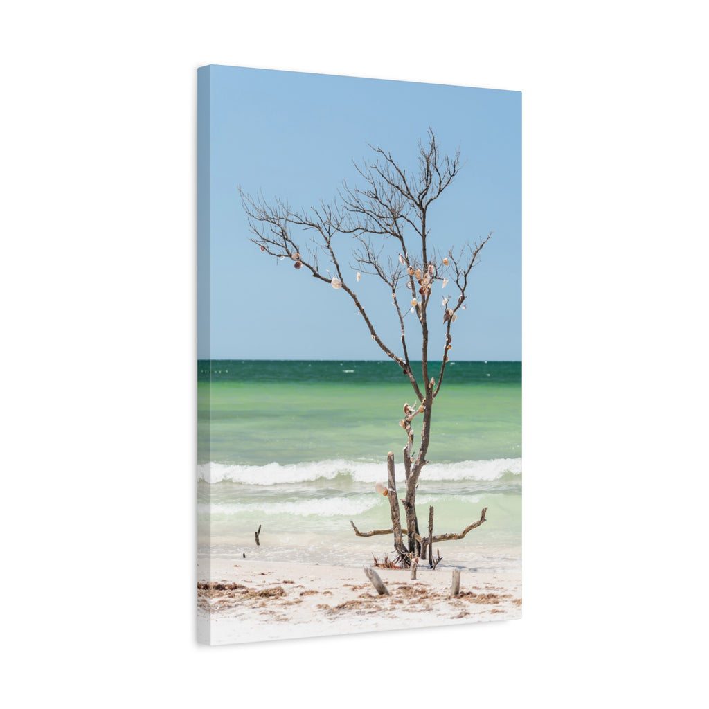 Canvas Wall Art - Honeymoon Island Seashell Tree