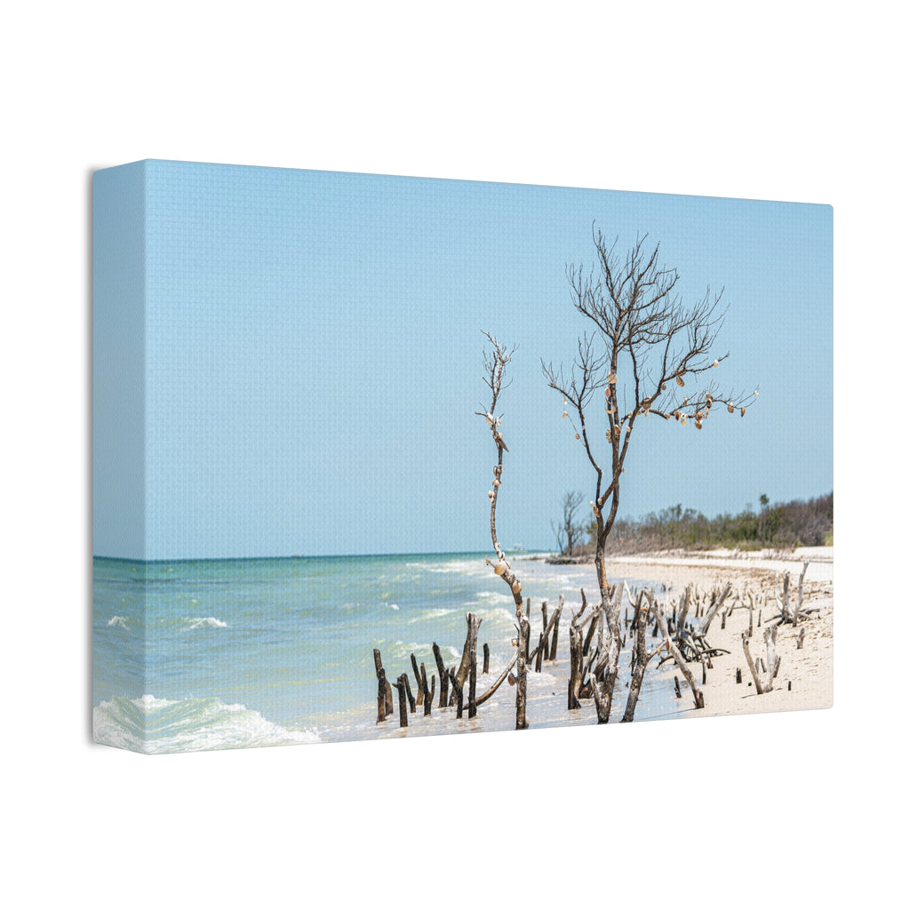 Canvas Wall Art - Honeymoon Island Driftwood