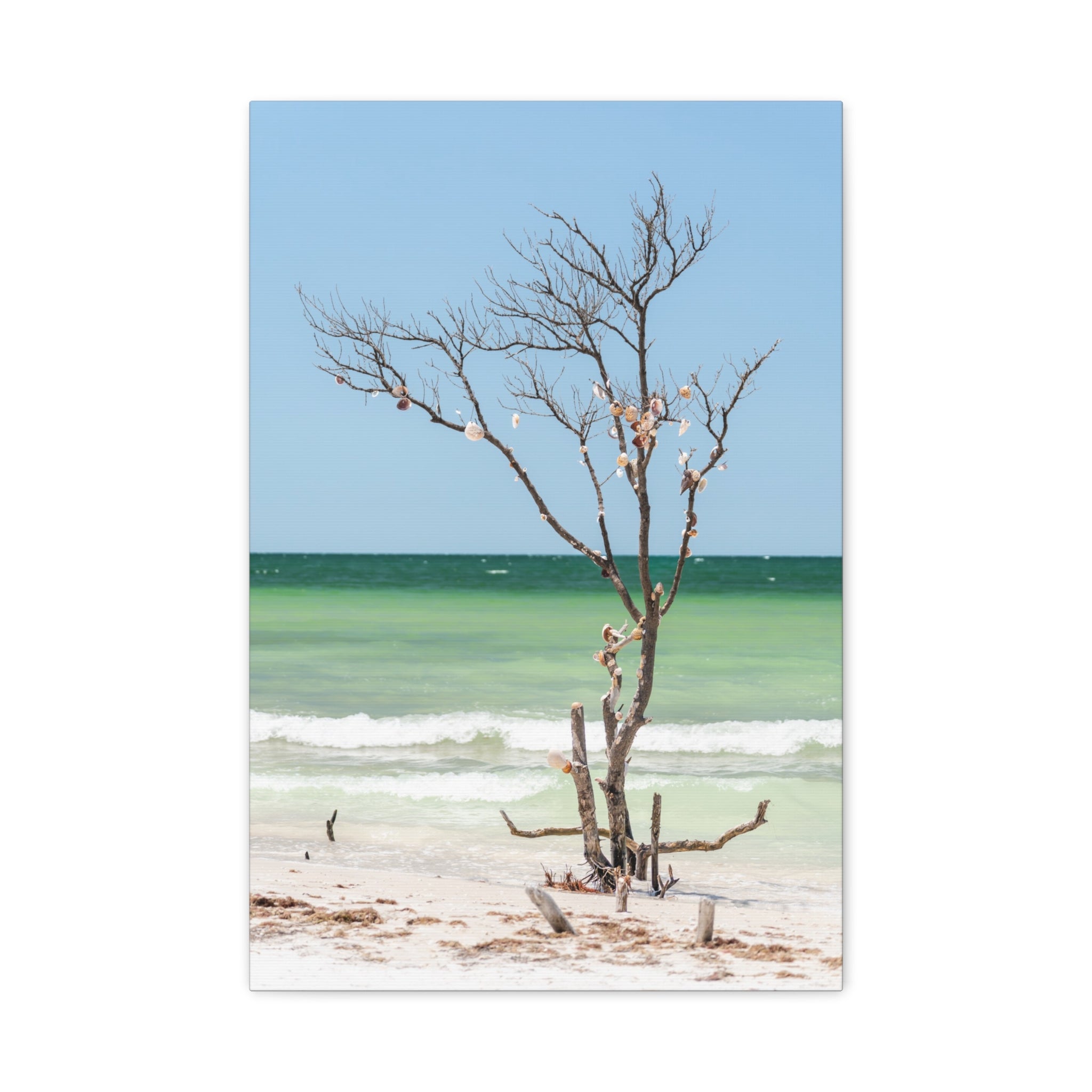 Canvas Wall Art - Honeymoon Island Seashell Tree