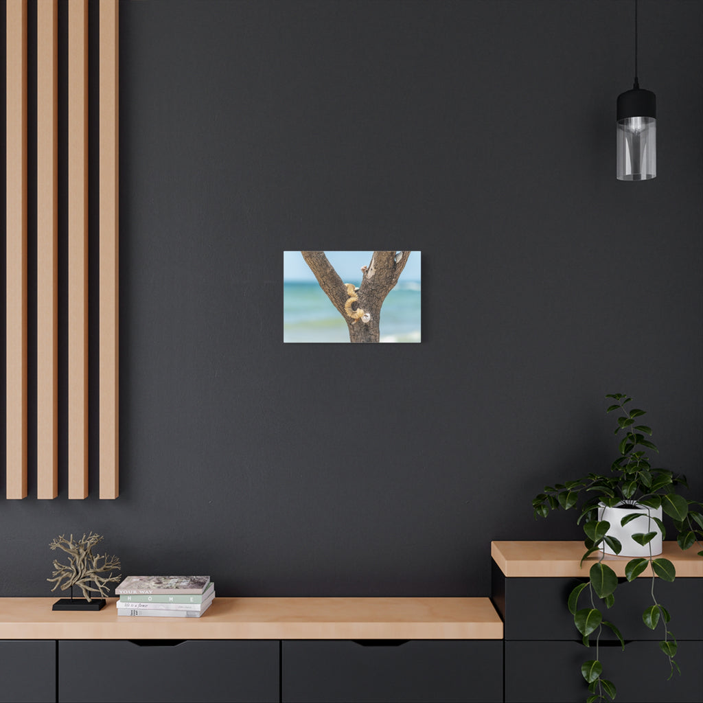 Canvas Wall Art - Honeymoon Island Seashell Tree