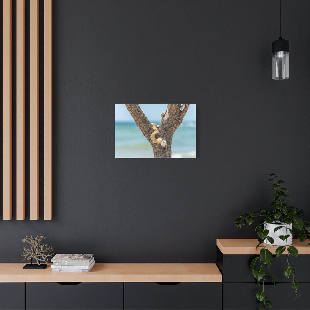 Canvas Wall Art - Honeymoon Island Seashell Tree