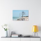 Canvas Wall Art - Honeymoon Island Driftwood