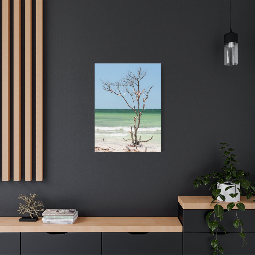 Canvas Wall Art - Honeymoon Island Seashell Tree