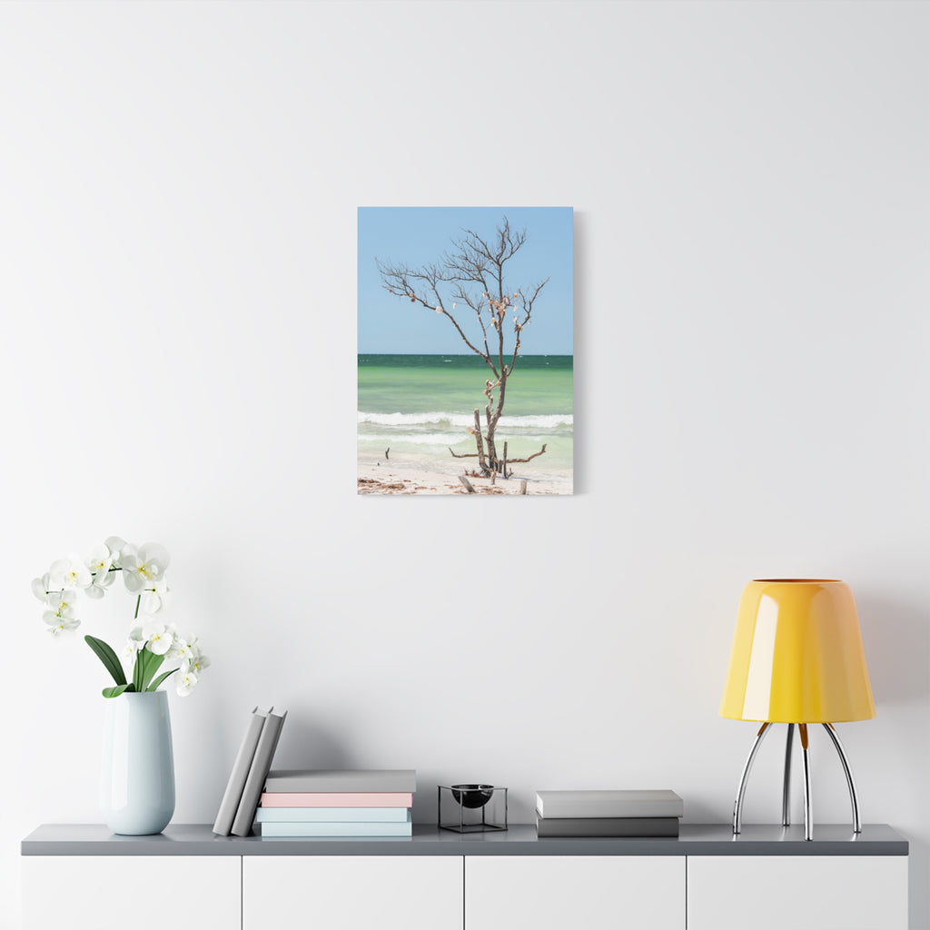 Canvas Wall Art - Honeymoon Island Seashell Tree