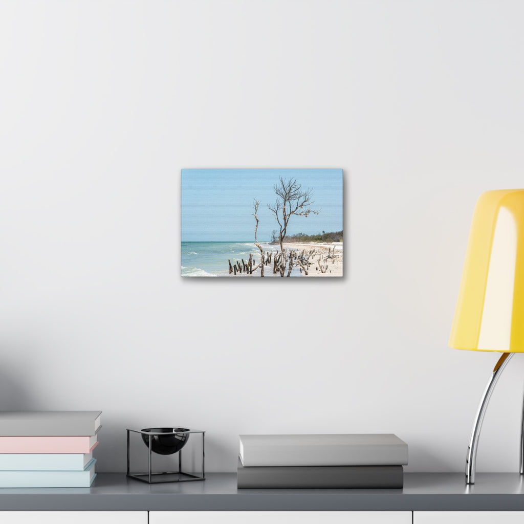 Canvas Wall Art - Honeymoon Island Driftwood