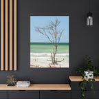 Canvas Wall Art - Honeymoon Island Seashell Tree