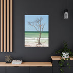 Canvas Wall Art - Honeymoon Island Seashell Tree
